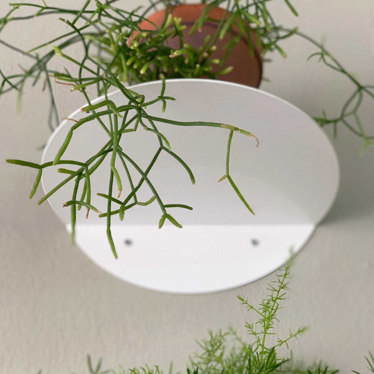 round shelf / dot shelf white