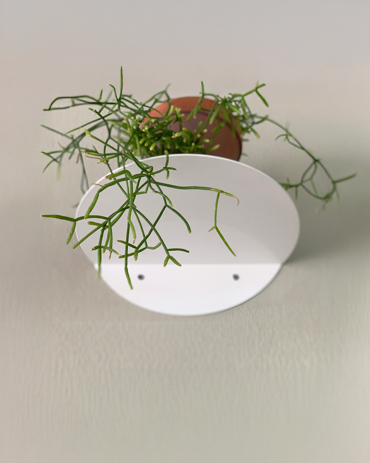 round shelf / dot shelf white
