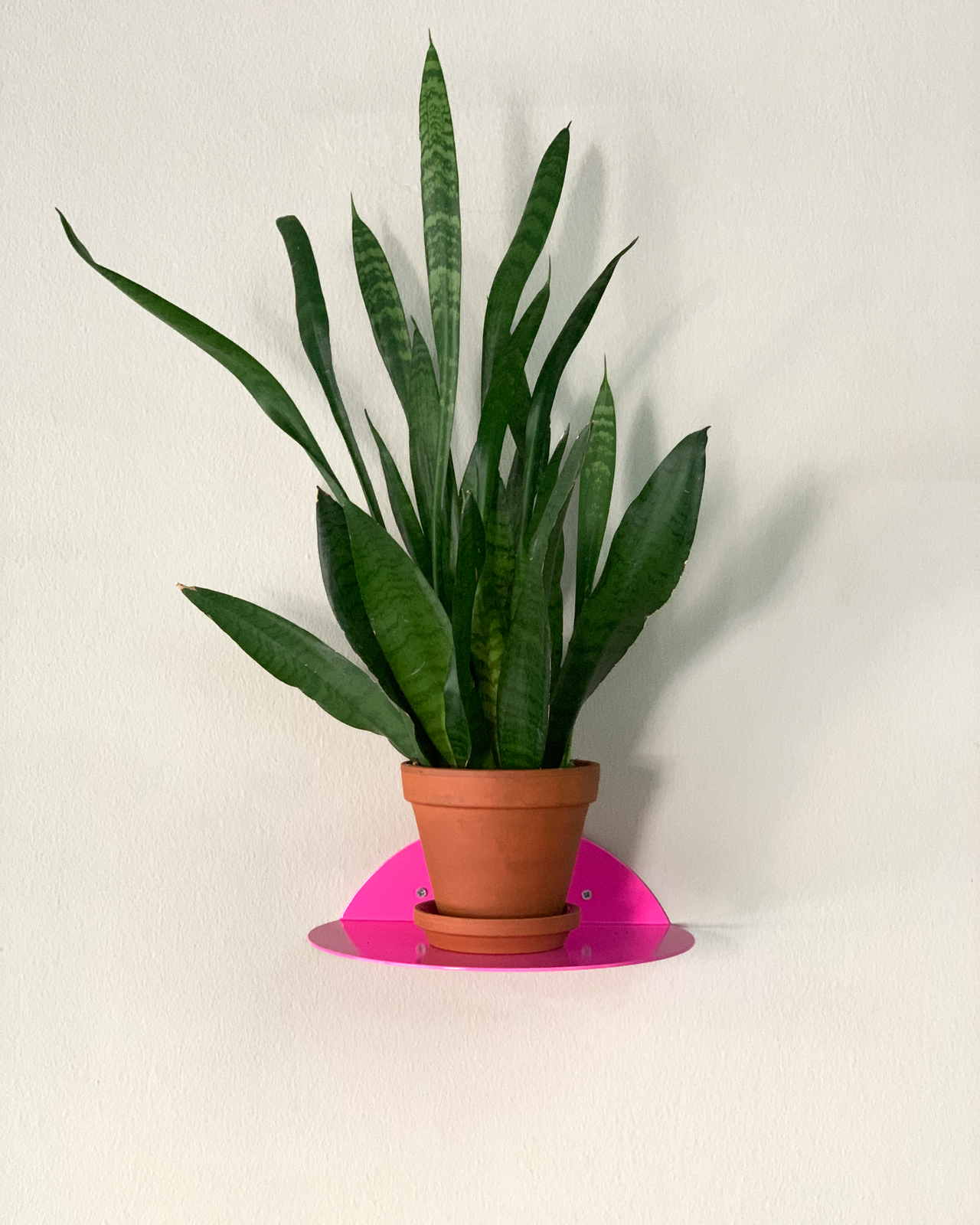 round shelf / dot shelf neon pink